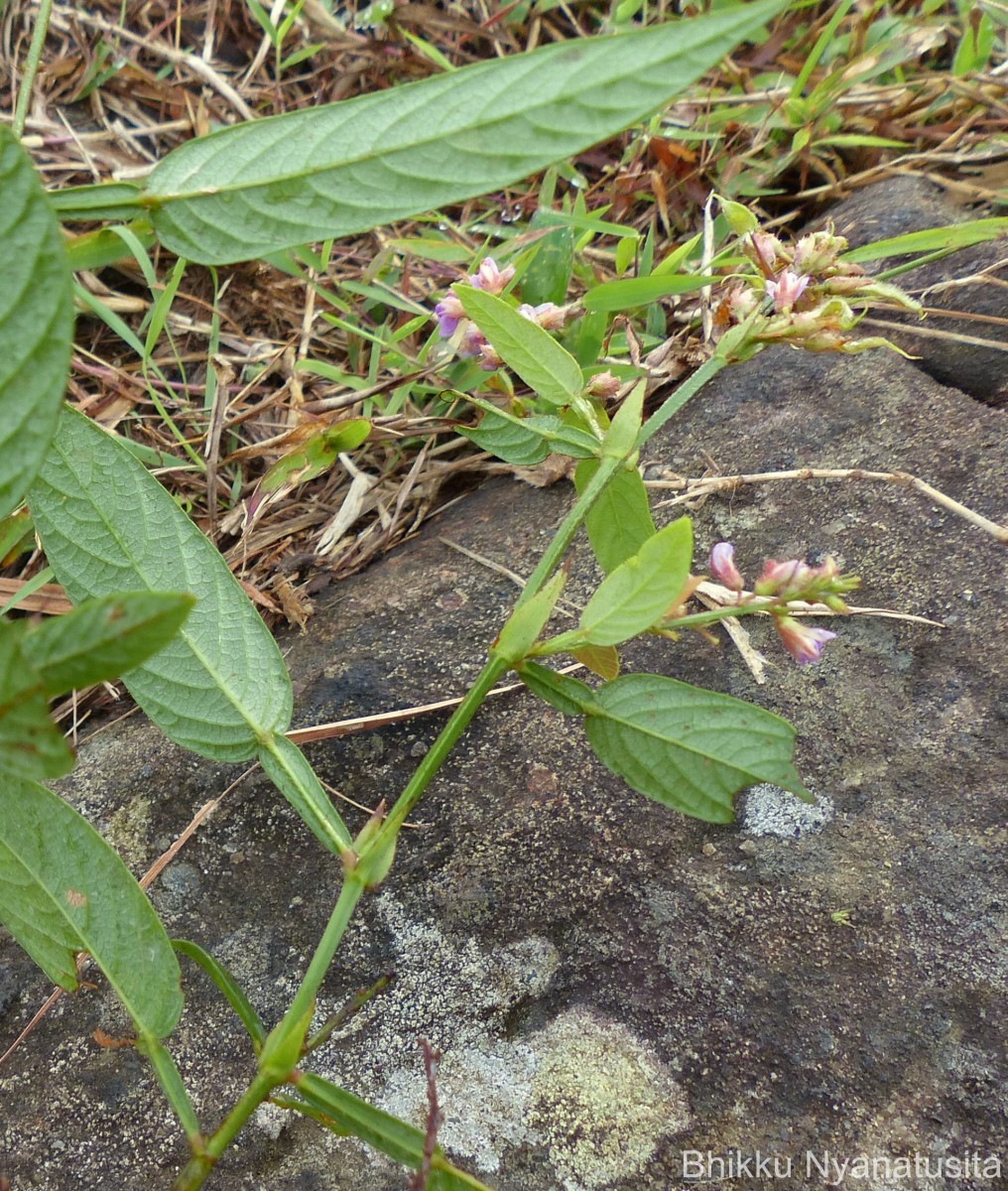 Tadehagi triquetrum (L.) H.Ohashi